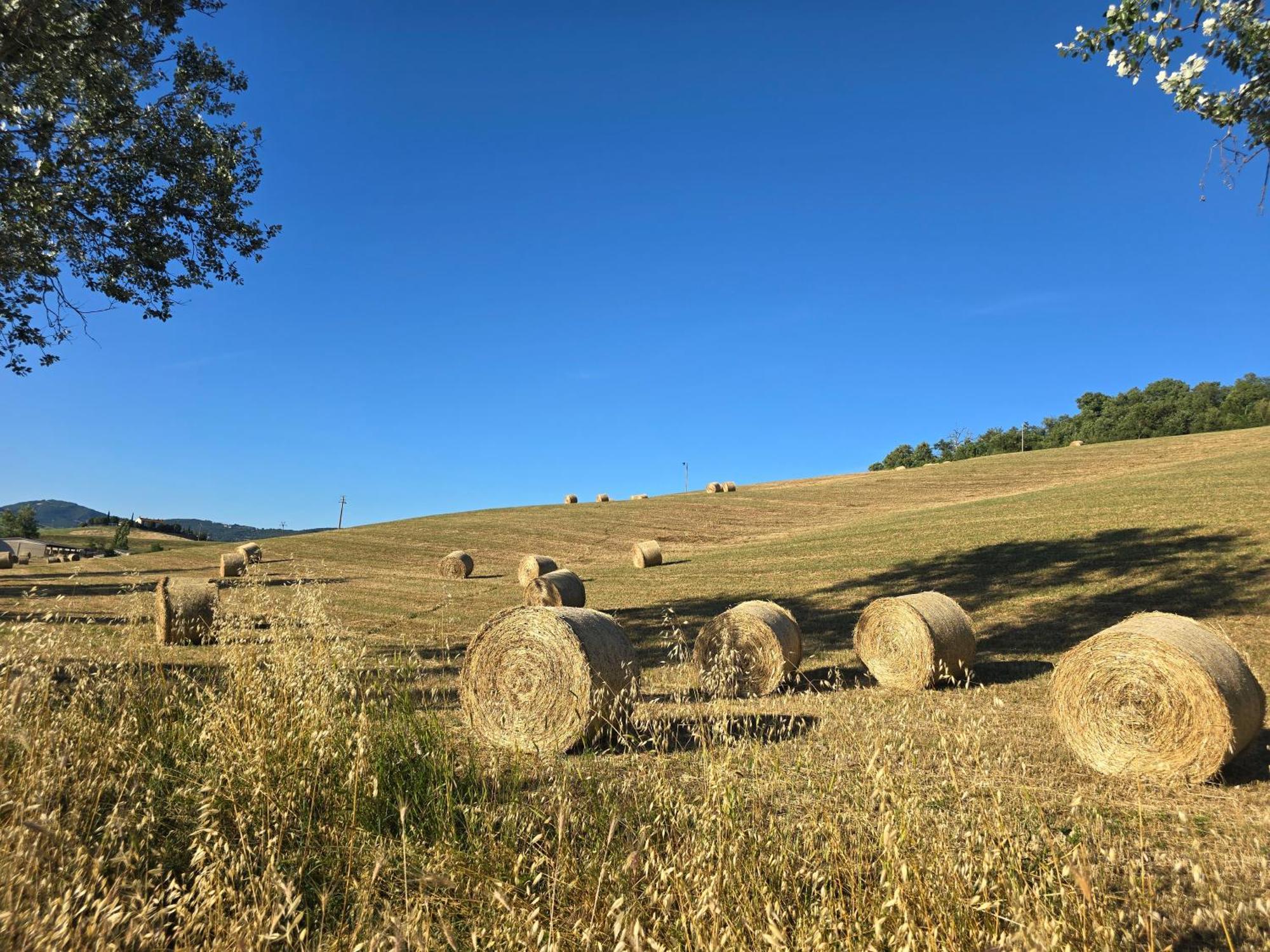 Finestra Della Val D'Orcia Lägenhet Contignano Exteriör bild